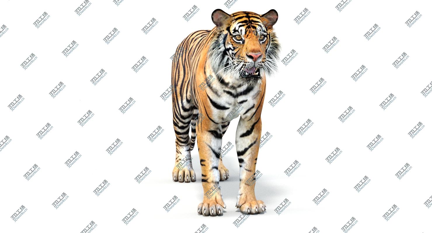 images/goods_img/202105071/Tiger Rigged (2) 3D model/4.jpg